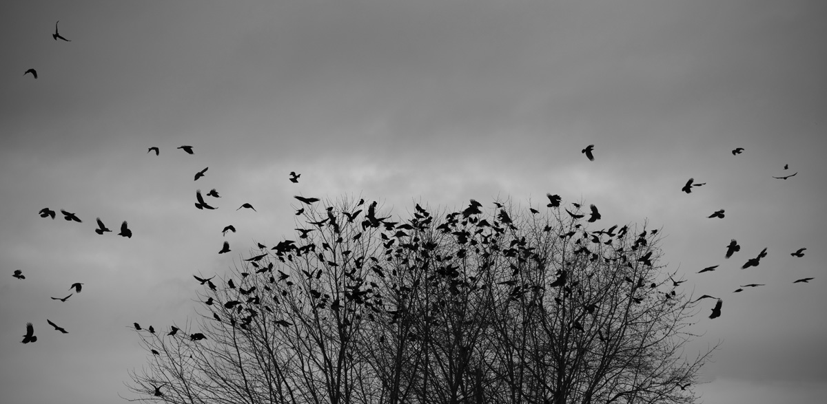 a_murder_of_crows.jpg