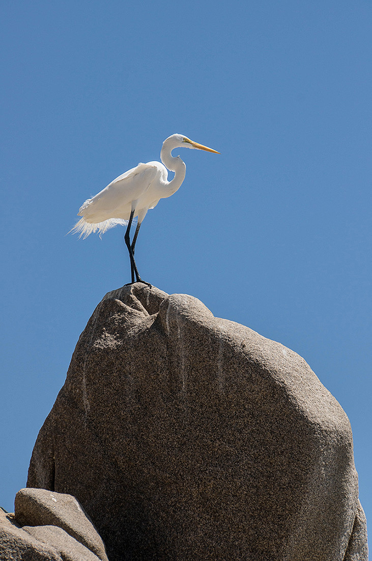 great_egret.jpg