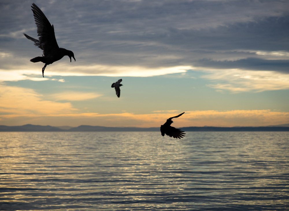 gulls_-_sunset.jpg