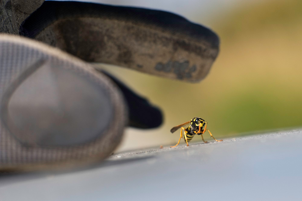 wasp.jpg