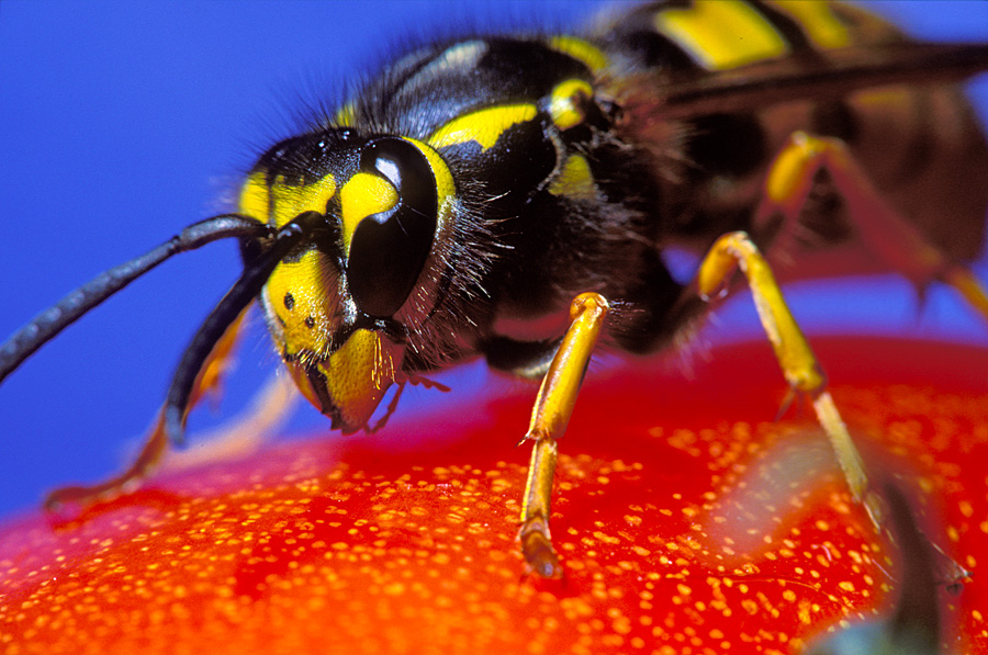 wasp_2_1__1.jpg
