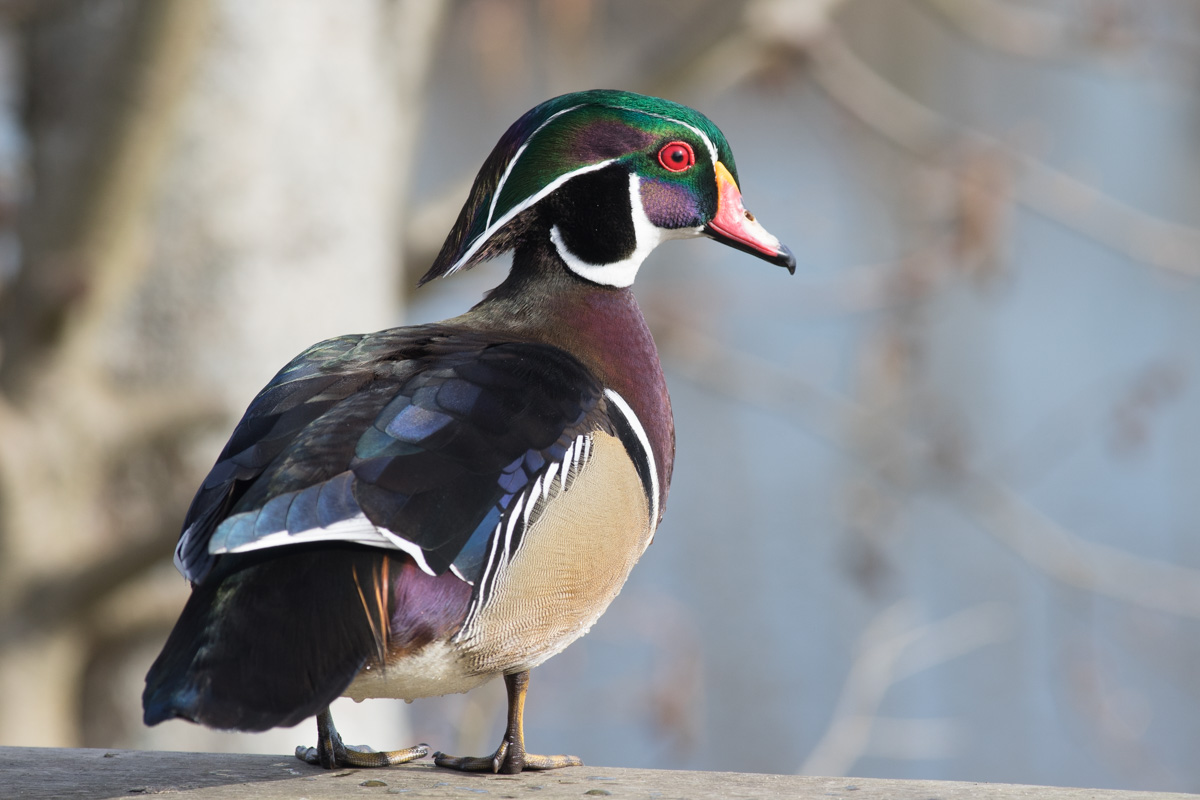 wood_duck.jpg