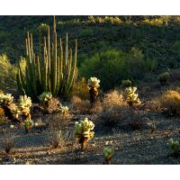 Organ Pipe