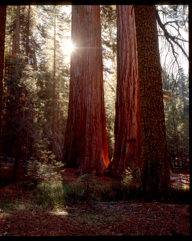 Californiagianttrees