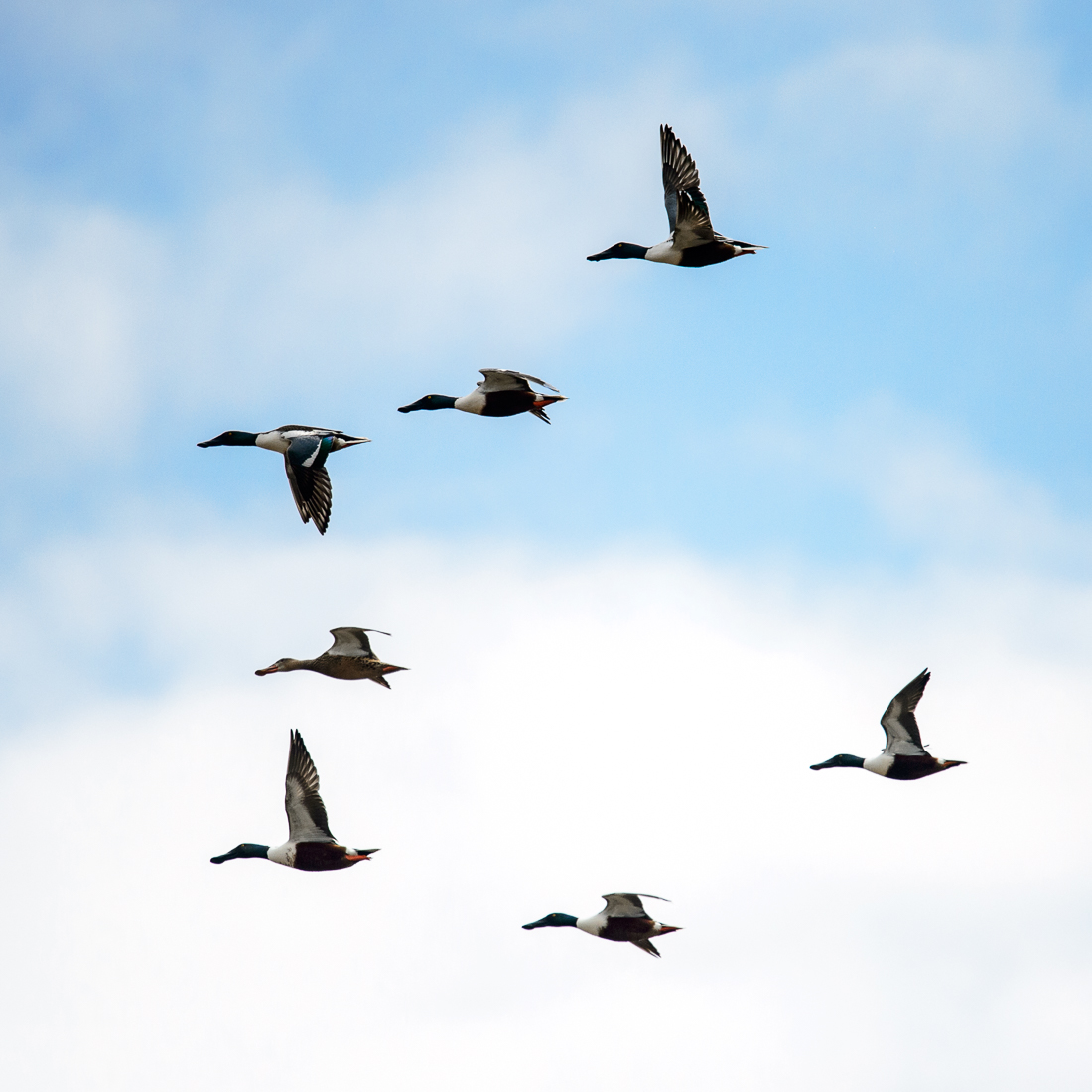 Ducks in flight