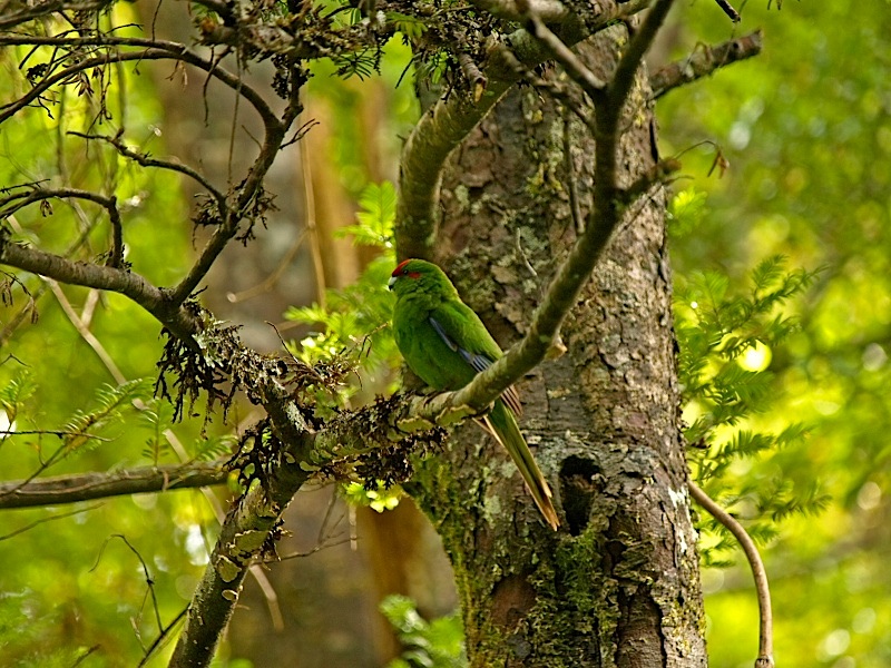 Red Crested Parakeet