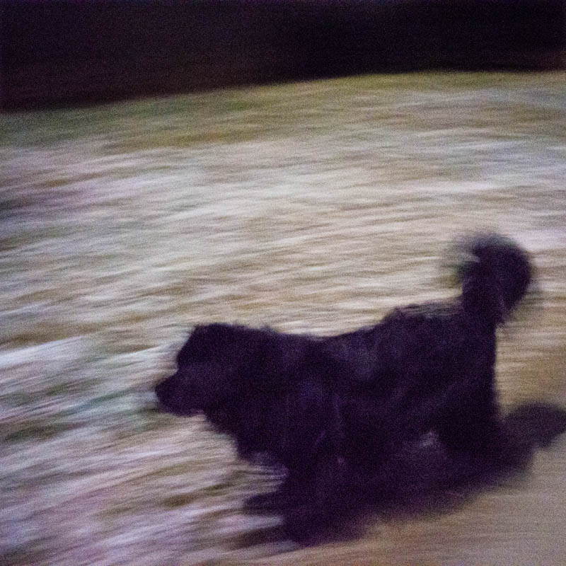 rx1_mmonlight_dogwalk.jpg
