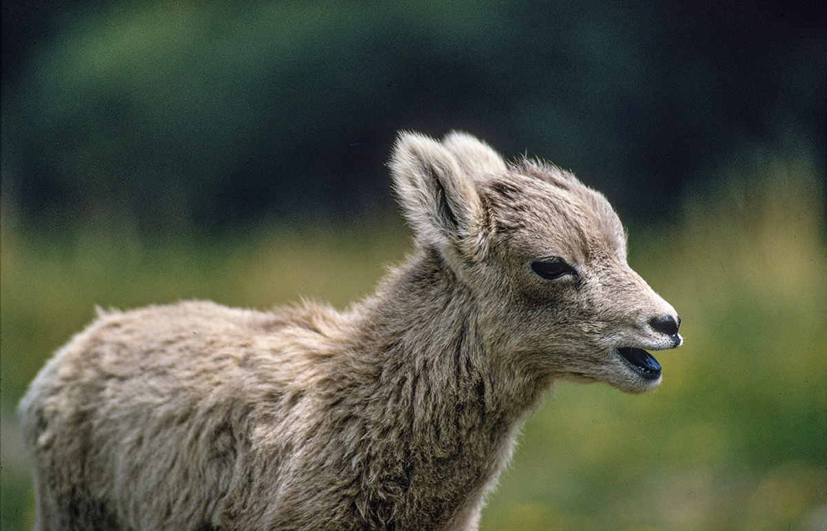 bighorn_lamb.jpg