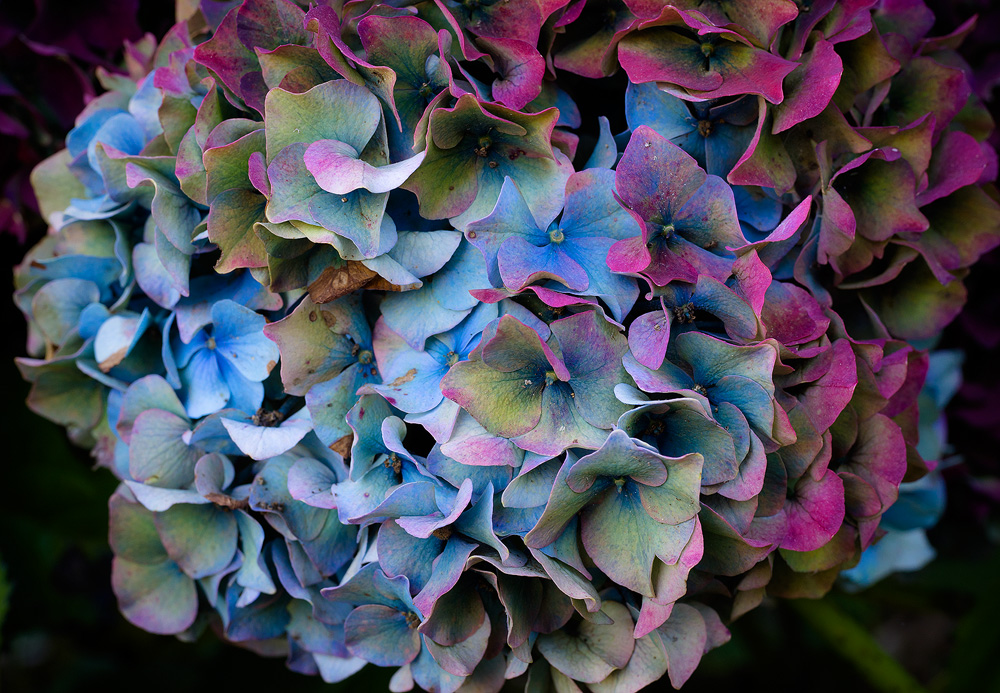 hydrangea.jpg