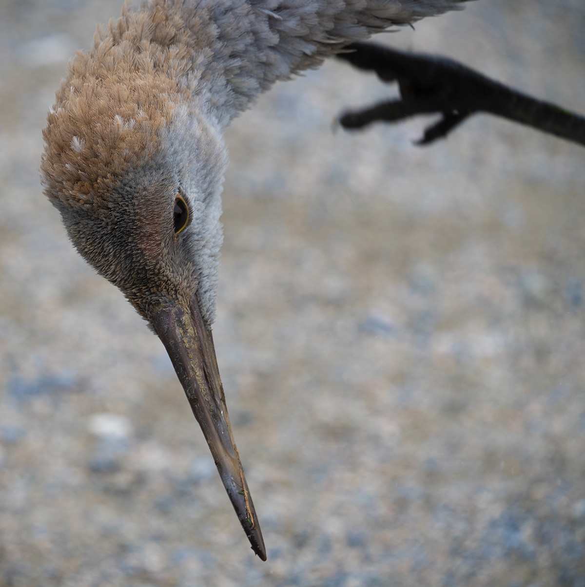 juv_sandhill.jpg