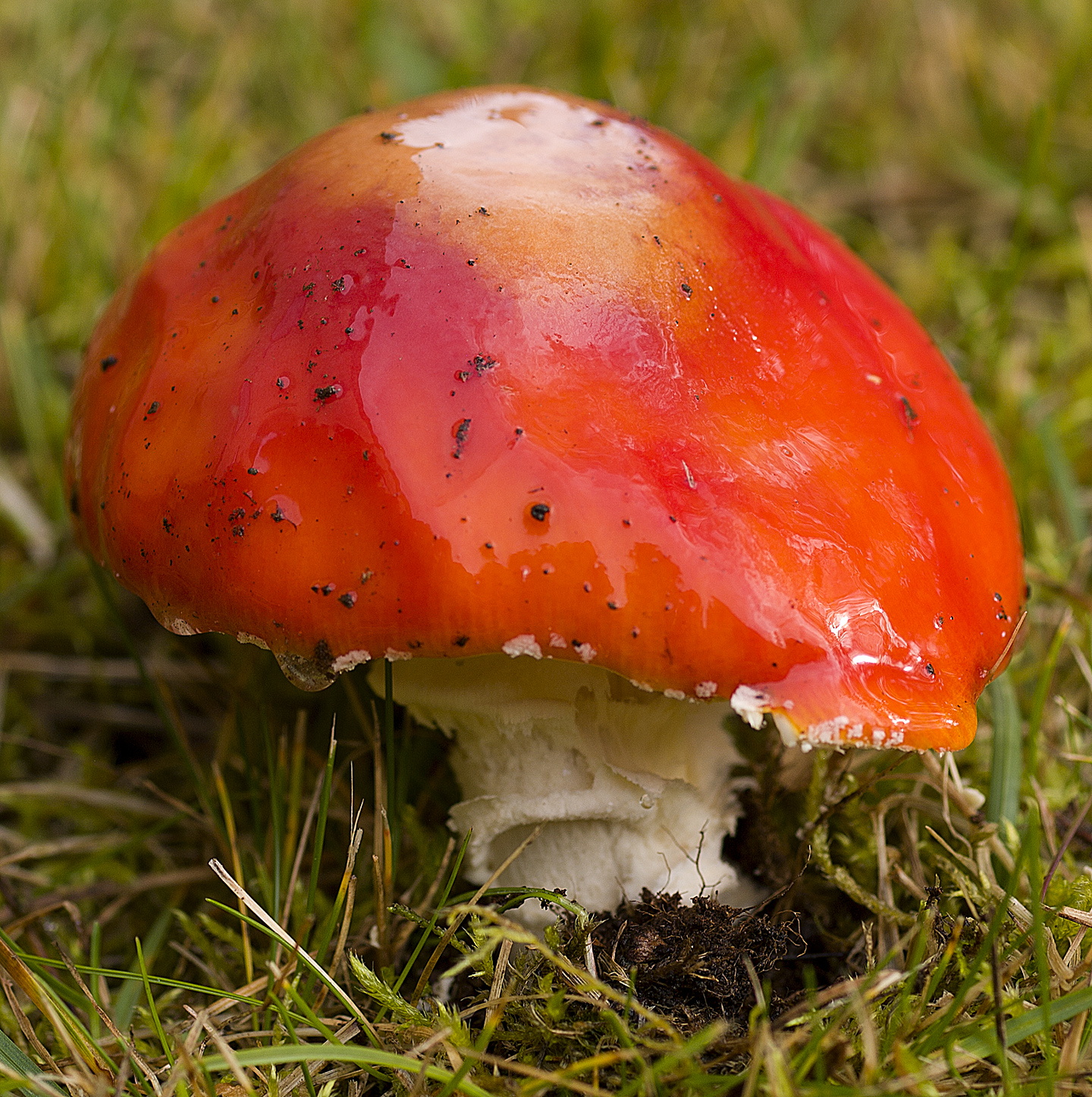 a0000043_amanita_muscaria_xl.jpg